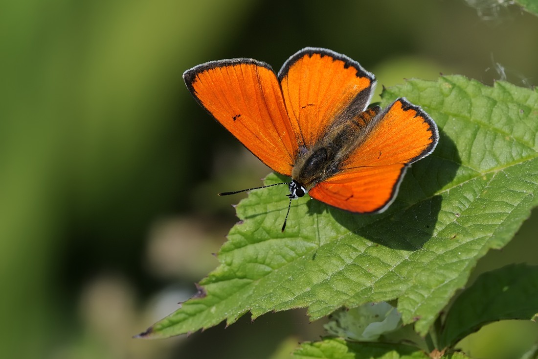 Licenide arancione